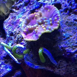 Meet your Posher, Josh